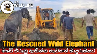 The Rescued Wild Elephant | Sri Wild Life | #animal #nature #wildlife #srilanka #elephant