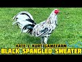 BLACK SPANGLED SWEATER - KATE L KURT GAMEFARM