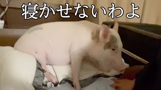 朝食の1時間前に無理矢理起こしてくる豚に困ってますI'm having trouble with a pig that wakes me up an hour before breakfast.