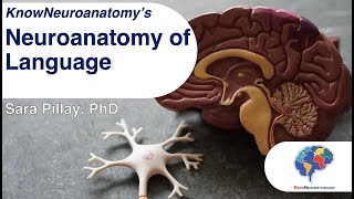 The Neuroanatomy of Language