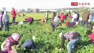 烏日區農會今辦免費拔蘿蔔 小朋友還能坐小火車