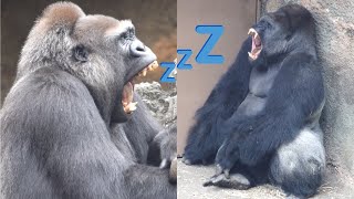 【ゴリラ夫妻】あくびをする父ゴリラハオコと母モモコ。おねむの時間？【上野動物園】