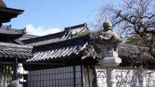 禅寺。梅林寺