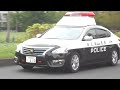 埼玉県警 ティアナl34パトカー 事件現場に急行‼️