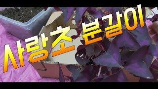 [환희사랑VLOG]사랑초분갈이(주부TV)베란다이야기,베란다정원