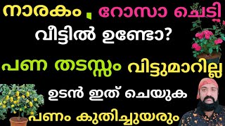 നാരകം,റോസാ ചെടി വിട്ടിൽ നട്ടിട്ടുണ്ടോ? പണ തടസ്സം വിട്ടുമാറില്ല. ഉടൻ ഇത് ചെയ്യുക പണം കുതിച്ചുയരും