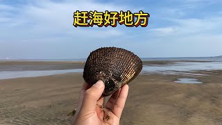 大海撈足！發現好地方，大梭子蟹一斤有余，小八爪魚滿地都是！ #赶海 #海螺岛 #现捞现吃 #海鲜 #大潮赶海