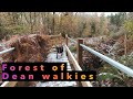 Dog TV. Hiking with my dog. Forest of Dean winter walk. Relaxing and quiet. Slow TV. Virtual Walk.