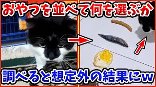 【2ch動物スレ】入院して愛猫に会えないおばあちゃんのために→ネッコの入室許可を取った結果