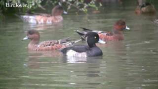 野鳥撮影・ 今季初　キンクロハジロ　Tufted duck