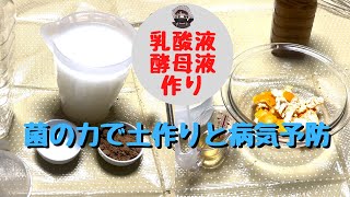 乳酸液と酵母液作り【米のとぎ汁】【みかんの皮】【黒糖】【酢】【塩】【家庭菜園】