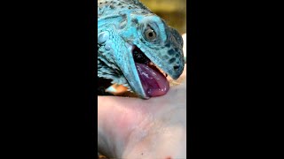 イグアナごはん？【グリーンイグアナ】 #グリーンイグアナ #イグアナ #爬虫類 #iguana #Shorts