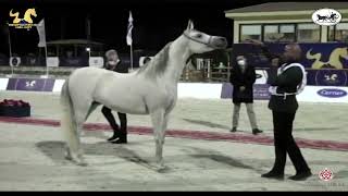 N.119 GAWAHER EL FARIDA - The Egyptian Event Cairo 2021 - Mares 7-9 Years Old (Class 9).mp4