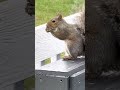 😱 little red squirrel throws the biggest tantrum backyard nature birds