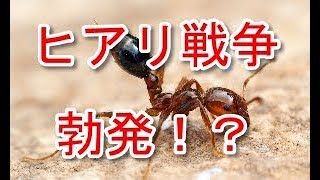 ヒアリってどうなったの？　ヒアリ戦争はじまる！？