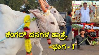 KENGAL CATTLE  FAIR - 2025, PART - 1 | ಕೆಂಗಲ್ ಐಯ್ಯನ್ ಗುಡಿ ದನಗಳ ಜಾತ್ರೆ - 2025 #hallikar #hallikarcows