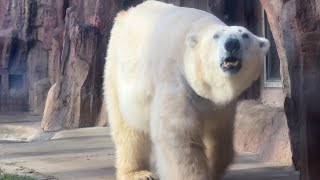 デアちゃんとイコロくんのようすです。【2023年2月2日】【上野動物園】ホッキョクグマ