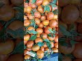 fresh 🍊tangarines🍊 auntytaminavlogs tangerines fresh subscribe