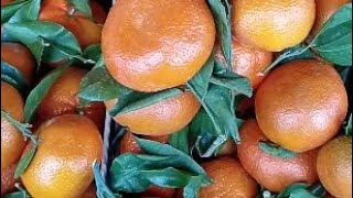 Fresh 🍊Tangarines🍊 #auntytaminavlogs #tangerines #fresh #subscribe