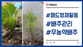 [농사이야기]페트병을 재활용해서 농약없이 배추에 벌레들을 차단하는 방법!