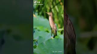 What a surprise! Yellow Bittern can stretch its neck so long!