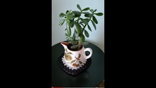 Grow Jade Plants Lucky Plants玉樹栽培 #Shorts