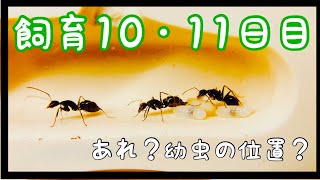 #8【蟻の観察】卵から繭の軌跡【飼育10・11日目】