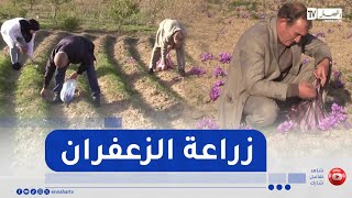 خنشلة: الذهب الأحمر.. زراعة واعدة وانتاج وفير