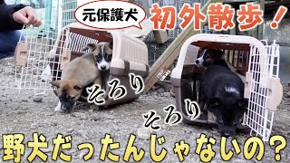 【元保護犬】はじめての外散歩！野犬だったのにどうしてそうなるww