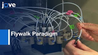 Flywalk Paradigm for the Quantification of Odor-guided Behavior | Protocol Preview