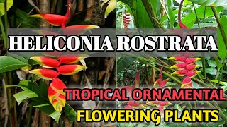 Heliconia Rostrata tropical Ornamental flowering plant