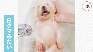 秋田犬の赤ちゃん、お風呂タイム🛁 まるで白クマみたいにふわふわで可愛い💕【PECO TV】