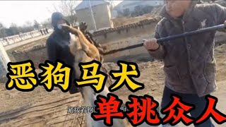 狗市遇到恶狗马犬，目露凶光吓退众人，铁夹子下呲牙咧嘴！