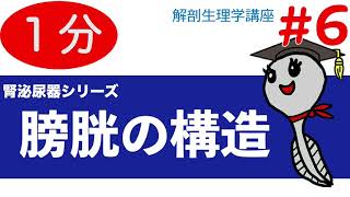 膀胱の構造【解剖生理学講座】腎泌尿器シリーズ６/勉強法/看護学生