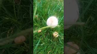 ផ្សិតព្រៃ Natural mushrooms #nature#short#shorts#shortsfeed#shortsvideo