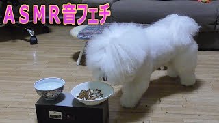 【音フェチ】カリカリを口に付けたまま食べる犬！ビションフリーゼ