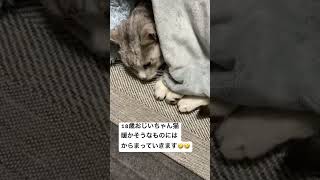 18歳おじいちゃん猫                             #サバトラ猫#ねこ動画#老猫#猫のいる暮らし#猫動画#猫#高齢猫#ねこ#ねこのいる生活#cat