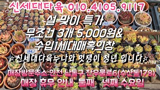 💕신세대다육 010.4105.9117💕 설 맞이 특가 무조건 3개 5.000원 진짜 마지막/ 35개 35.000원 마지막기회/수입 1세대 매혹의 창