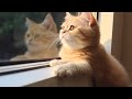 Music Therapy For Cats - Make Your Cat Happy, Relaxation Music  Rain Sounds, Deep Sleep♬