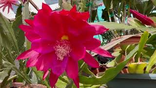 Epiphyllum Flowers Varieties