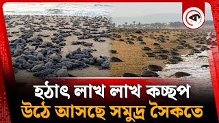 হঠাৎ লাখ লাখ কচ্ছপ উঠে আসছে সমুদ্র সৈকতে | Turtle | Sea | Kalbela