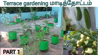 Terrace garden/எங்க வீட்டு மாடி தோட்டம்.