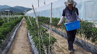 고추밭 헛고랑에 추비하기 (7월 6일)