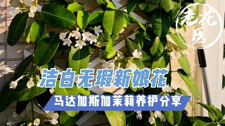 【开箱评测082】洁白无瑕新娘花，开花清香还好养！马达加斯加茉莉养护分享 Unboxing and repotting Madagascar jasmine.