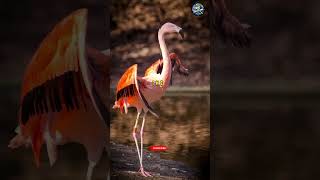 Flamingos = Flamboyance?! 🦩 Fascinating Fact#facts #shorts #viralvideo