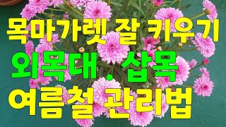 목마가렛 잘 키우는 방법과 삽목 . 여름철 관리방법 알아보기