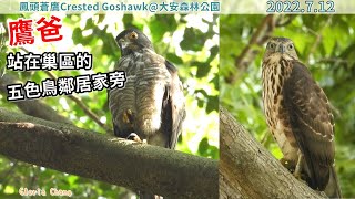 20220712 廣志鷹爸站在巢區的五色鳥鄰居家旁【大安森林公園鳳頭蒼鷹Crested Goshawk】