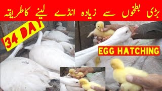 Duck laid more eggs!information about duck urdu/hindi بطخ کی معلومات white duck information urdu!