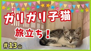 【ガリガリ猫 旅立ち】草を食べるほど飢えていた子猫がずっとのお家で幸せに。【謎の天然娘・山13】/ Kitten emergency protection