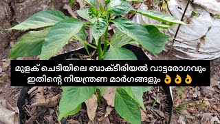 മുളക് ചെടിയിലെ ബാക്ടീരിയൽ വാട്ടരോഗങ്ങളും ഇത് തിരിച്ചറിയാനുള്ള രീതിയും നിയന്ത്രണ മാർഗങ്ങളും 👍👍👍